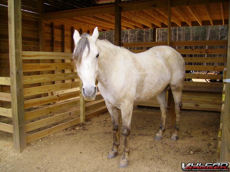 C list pix 029
Rebel, 7y.o. Missouri Foxtrotter, approx. 1400 lbs.,
five gaited,VERY SMOOTH.