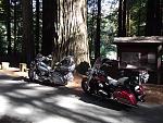 Redwood Forest, California 2012