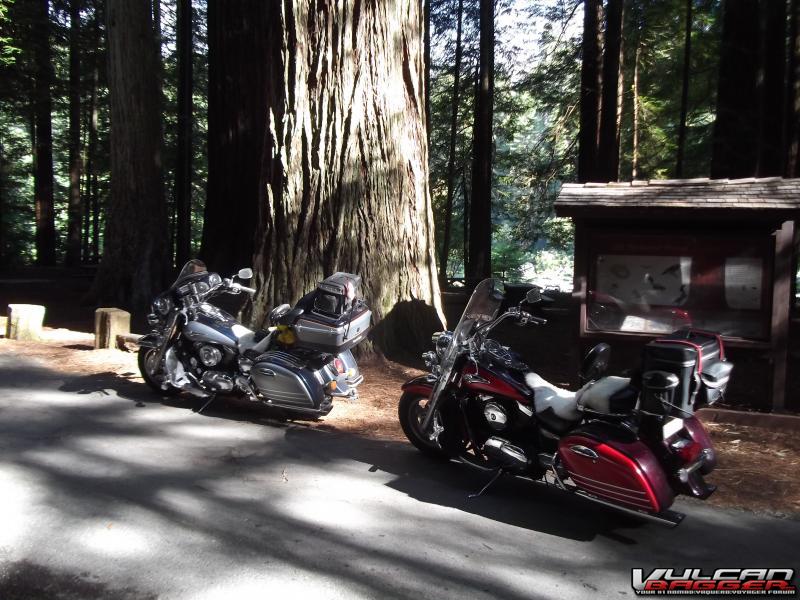 Redwood Forest, California 2012